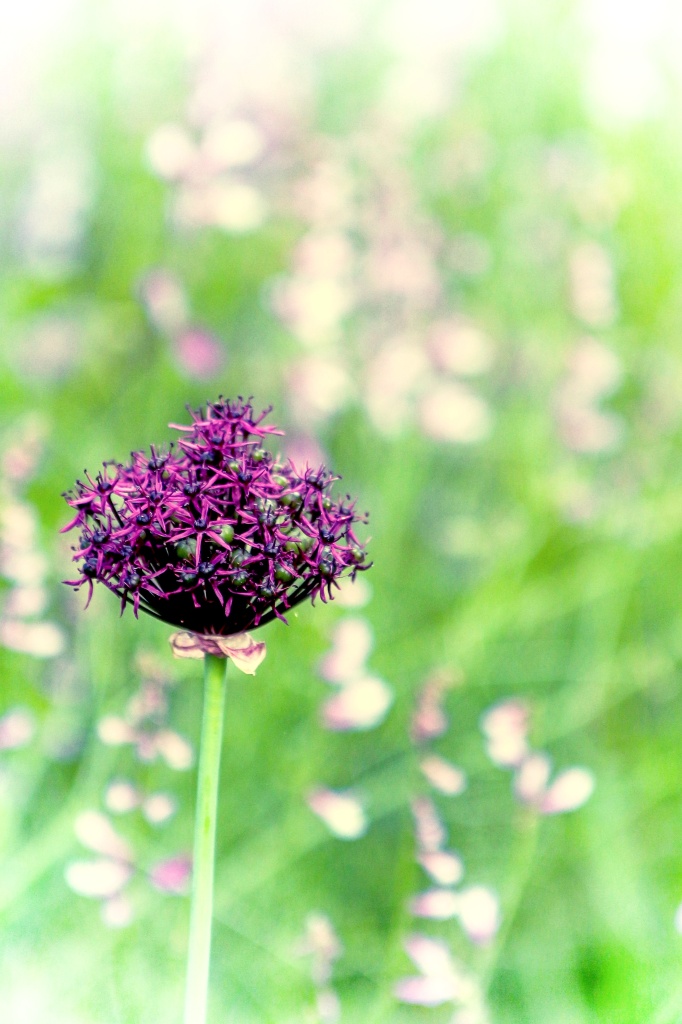 flowerhead of an allium against a backdrop of meadow flowers.