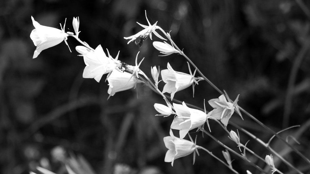 black and white photograph of stems of a bellflower. 