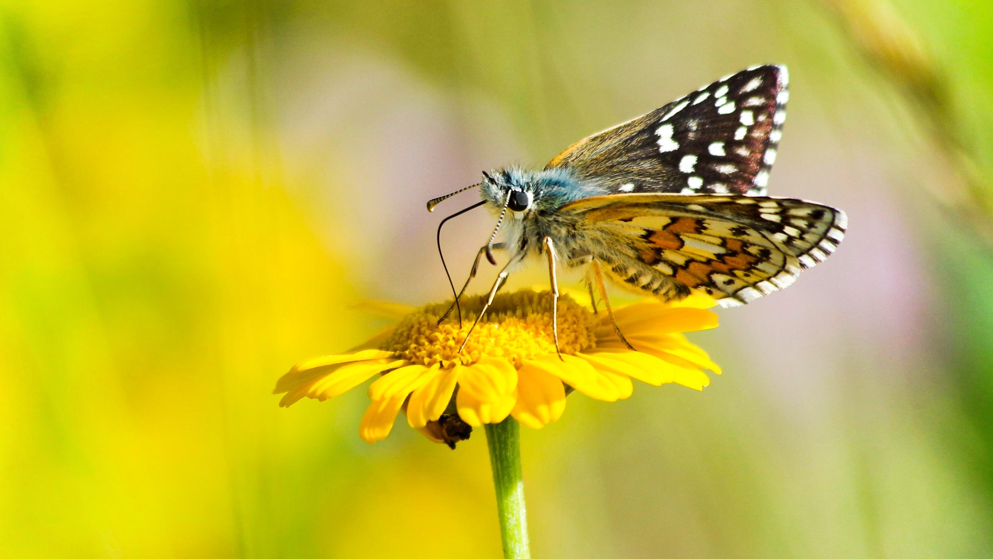 a yellow banded skipper butterfly sitting on a corn marigold flowerhead. 