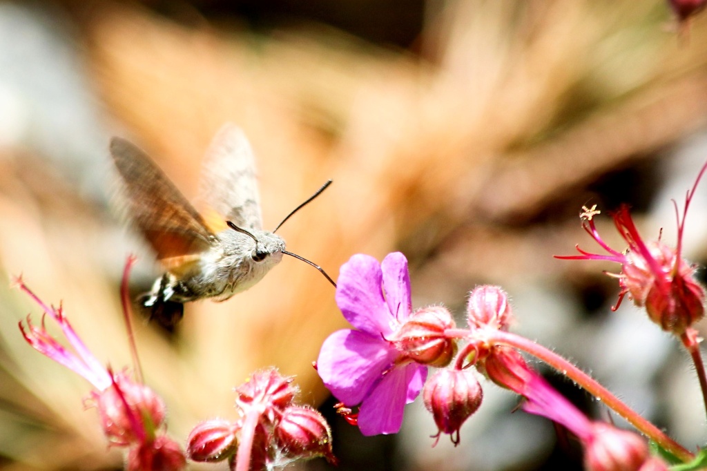 Photo of a hummingbird hawk moth drinking from a wild geranium flower whilst hovering. 