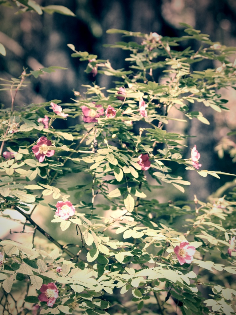 Photograph of wild rose bush covered in pink blossoms. 