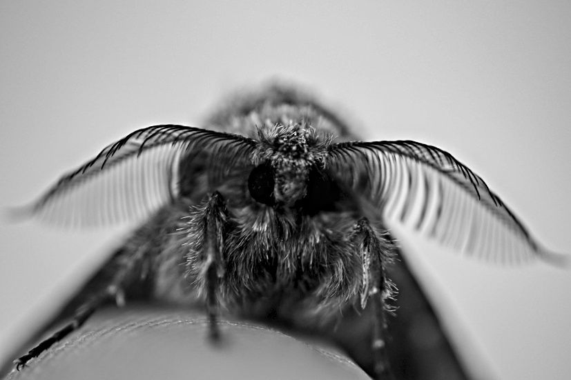black and white close-up photo of a moth with droopy antennae - it looks sad. 