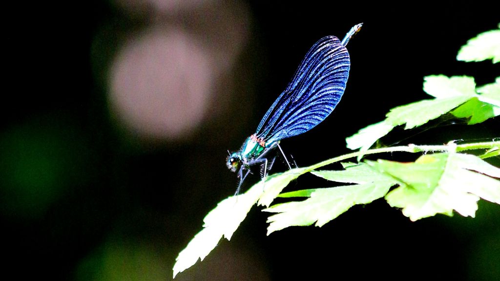 Photograph of a male Beautiful Demoiselle damselfly on a leaf. The sun is catching the vivid metallic blue of the wings. 