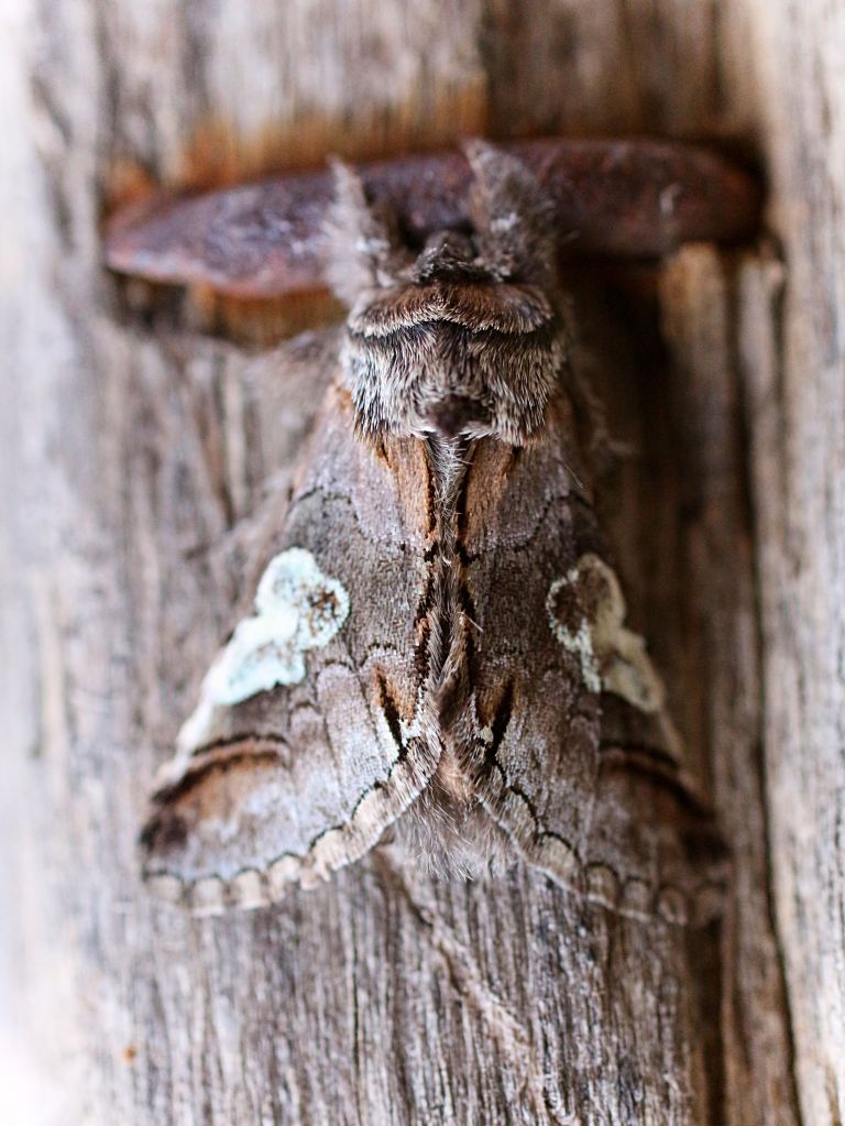 close of up a figure of eight moth on wood, looking very well camouflaged. 