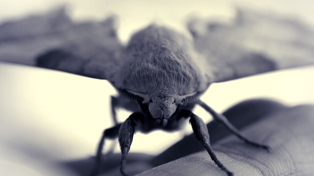 Black and white close up & head-on photo of an Oak hawkmoth. 
