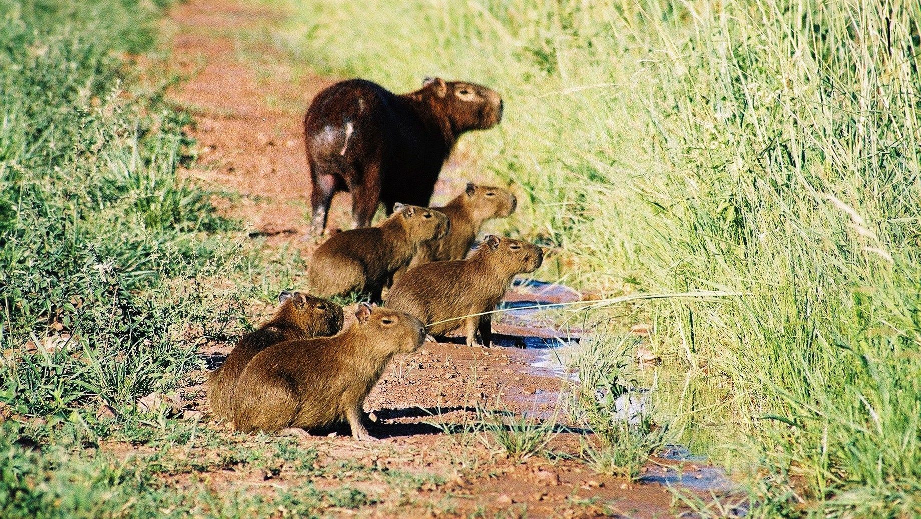 Photo of a mum and five baby capybaras sitting on a narrow dirt track, looking, like they do, rather sleepy and smug. 