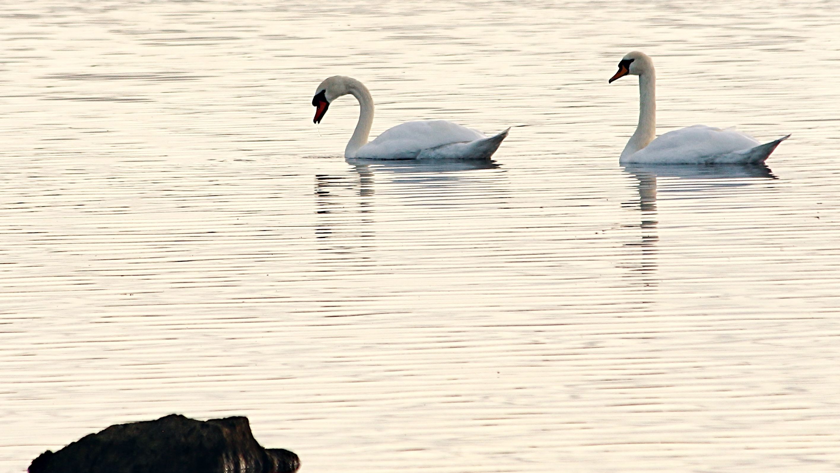 Photo of two mute swans on silvery water. There are lots of small ripples and a broken reflection of each swan. It's all pale and calming. 