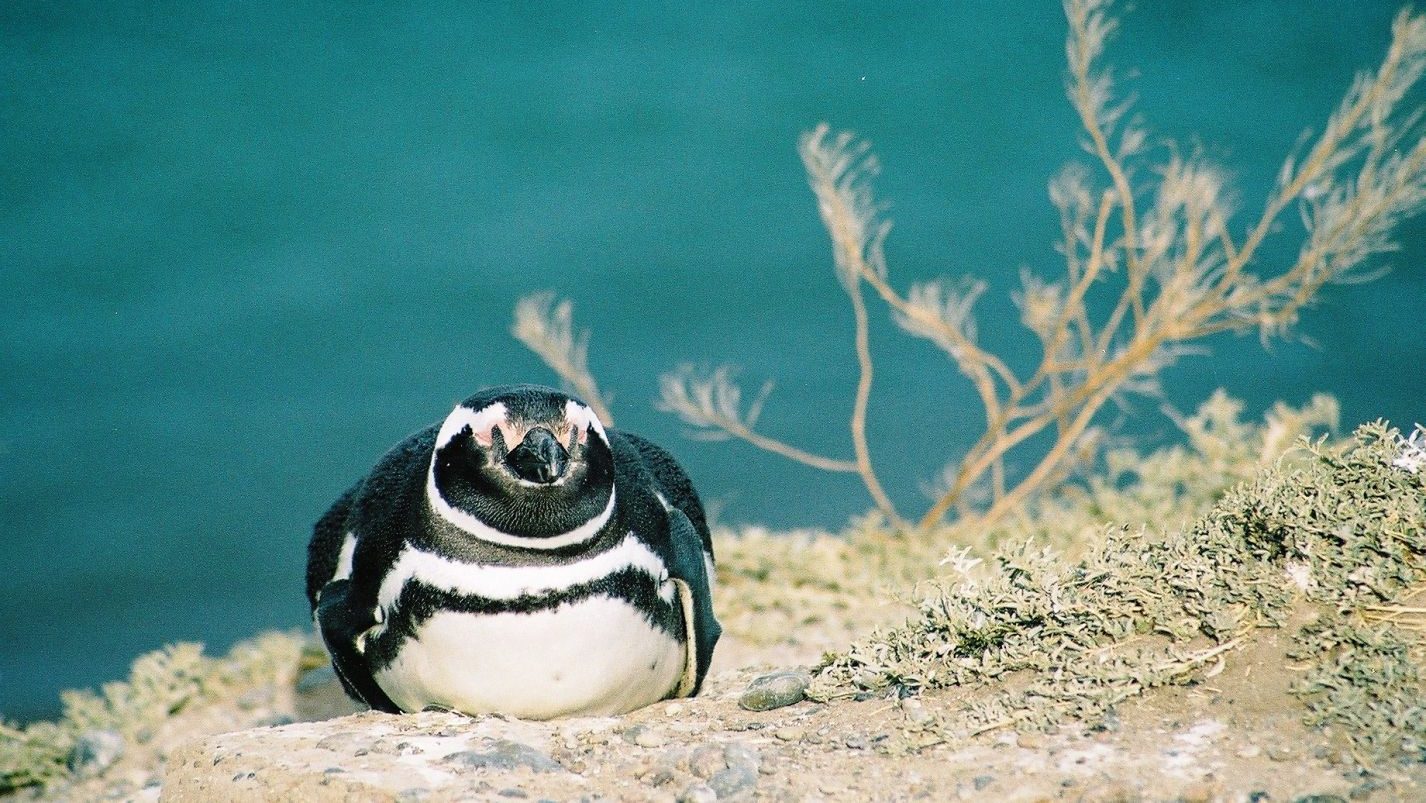 Photo of a sleeping penguin lying on it's belly facing the camera. Against a backdrop of distant sea. 