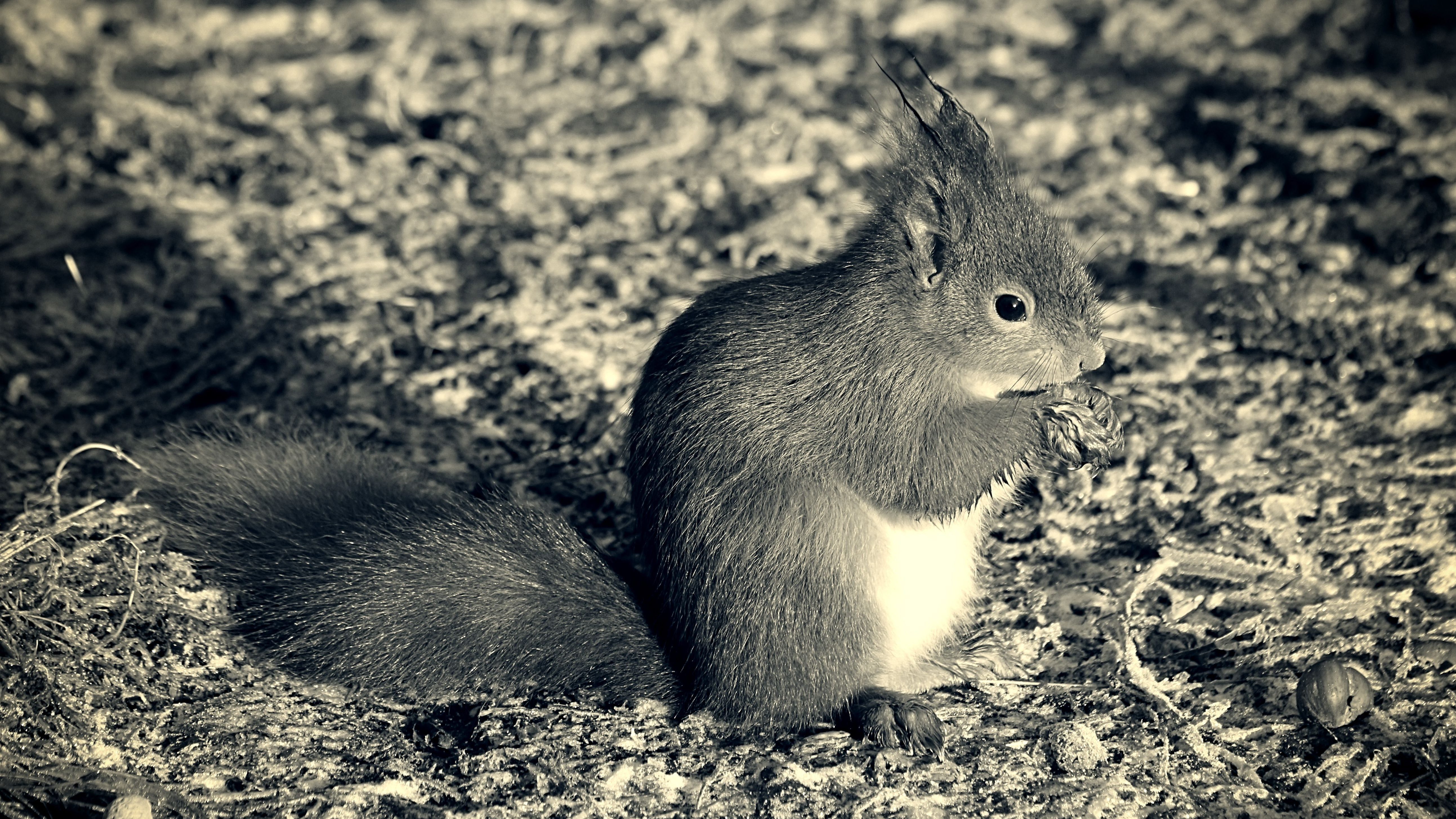 Black and white photograph of a red squirrel sitting nibbling on a nut. Taken in Fife, Scotland 