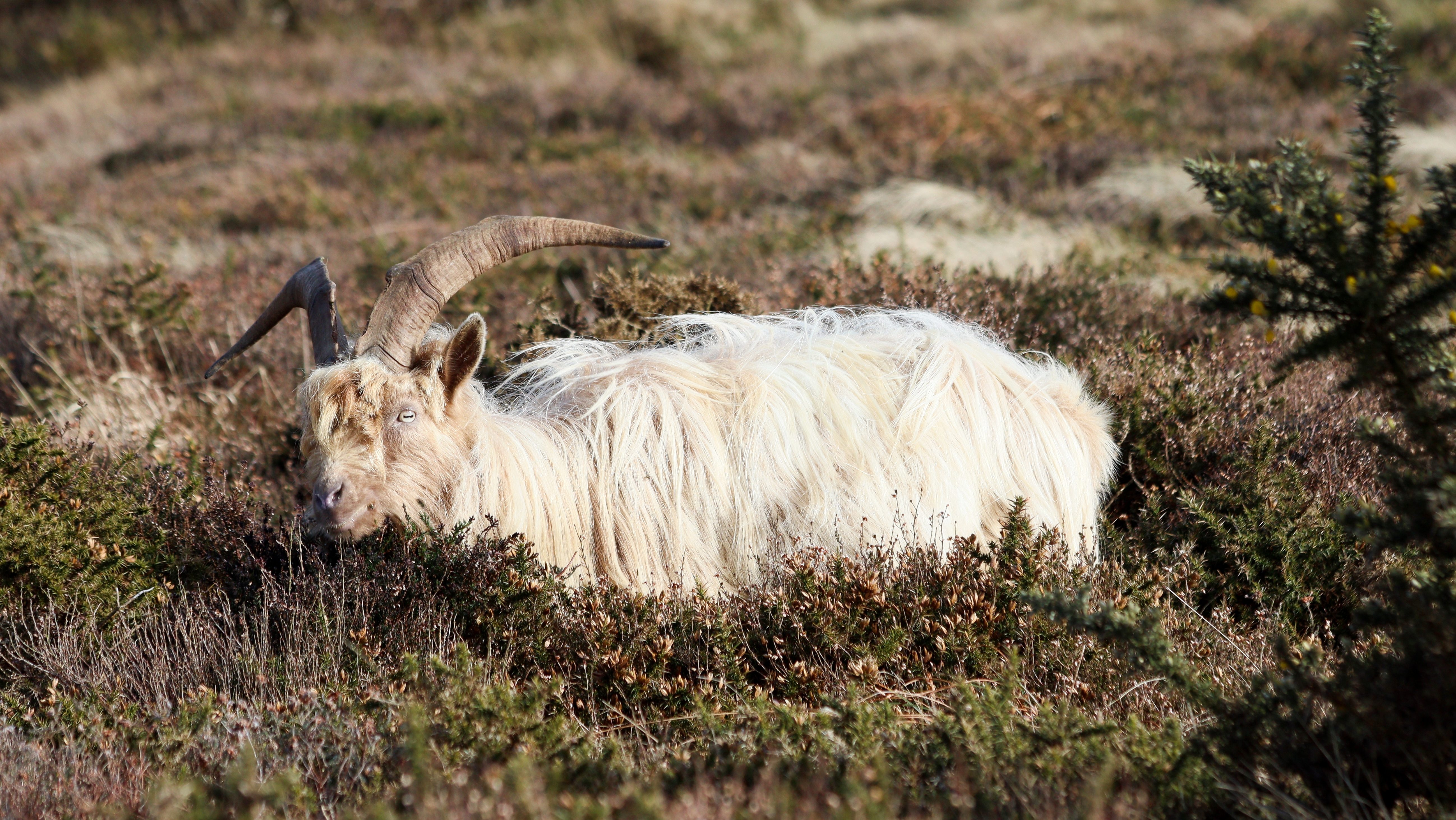 welsh feral goat amidst heather. He's long haired and pale gold with mad white eyes and curved spreading horns. 